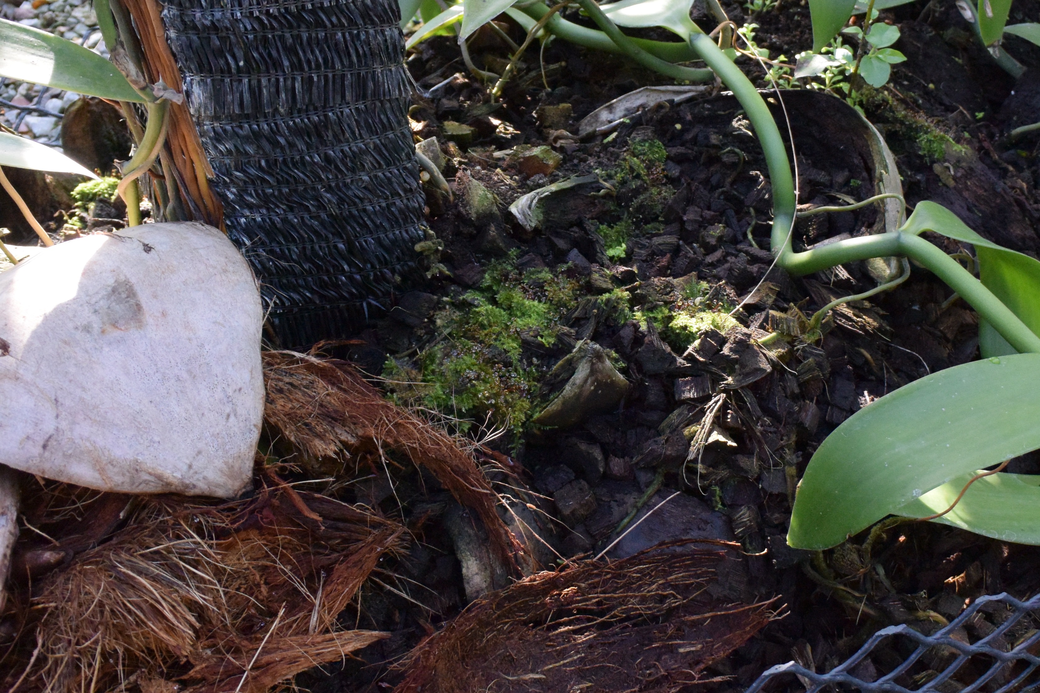 Vanilla pods surrounded by broad green leaves