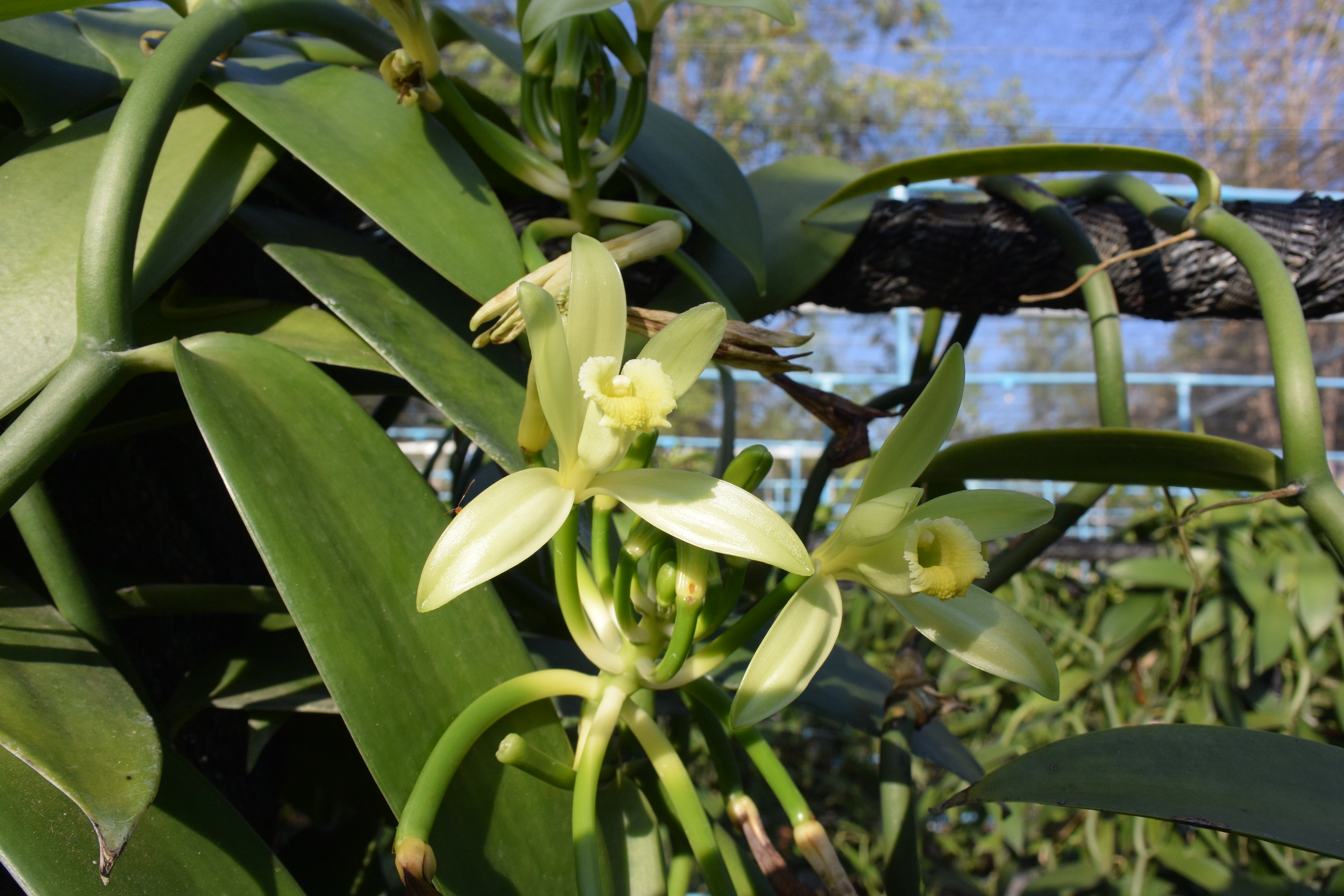 Close-up detail from the vanilla pollination process at Lago Bloom
