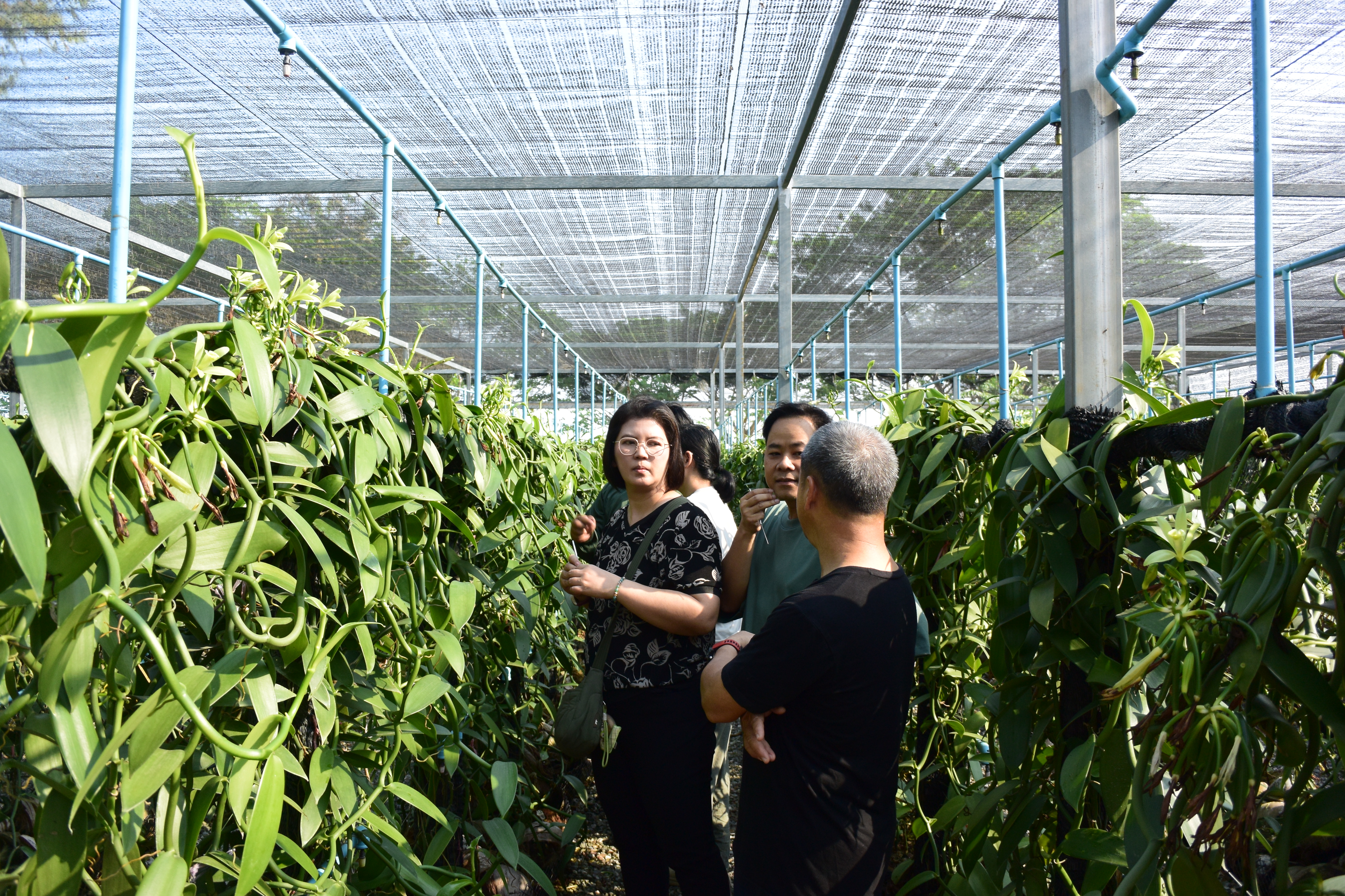 Tasting session with cured vanilla pods at the farm bench