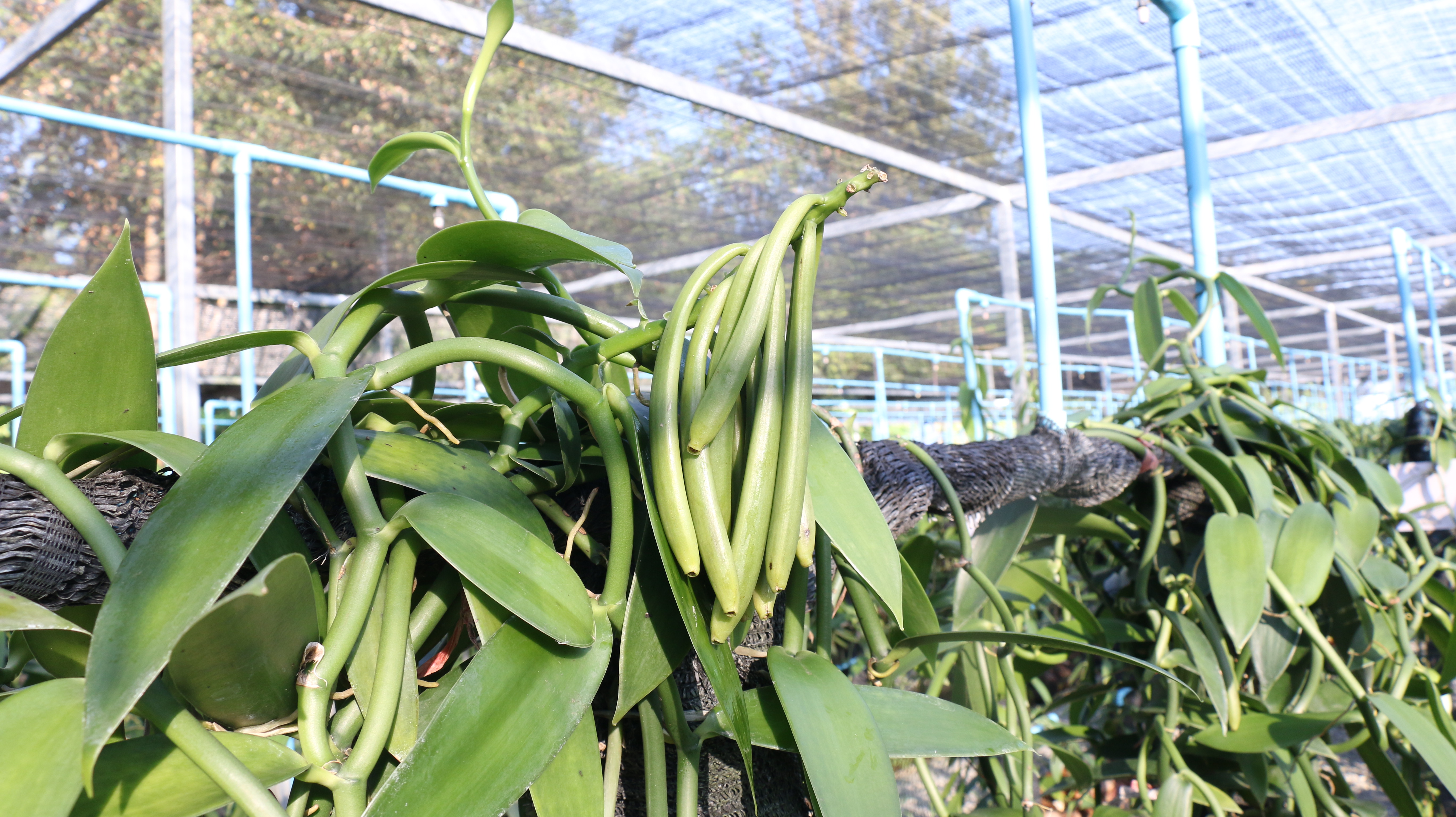 Vanilla pods gathered during harvest at Lago Bloom