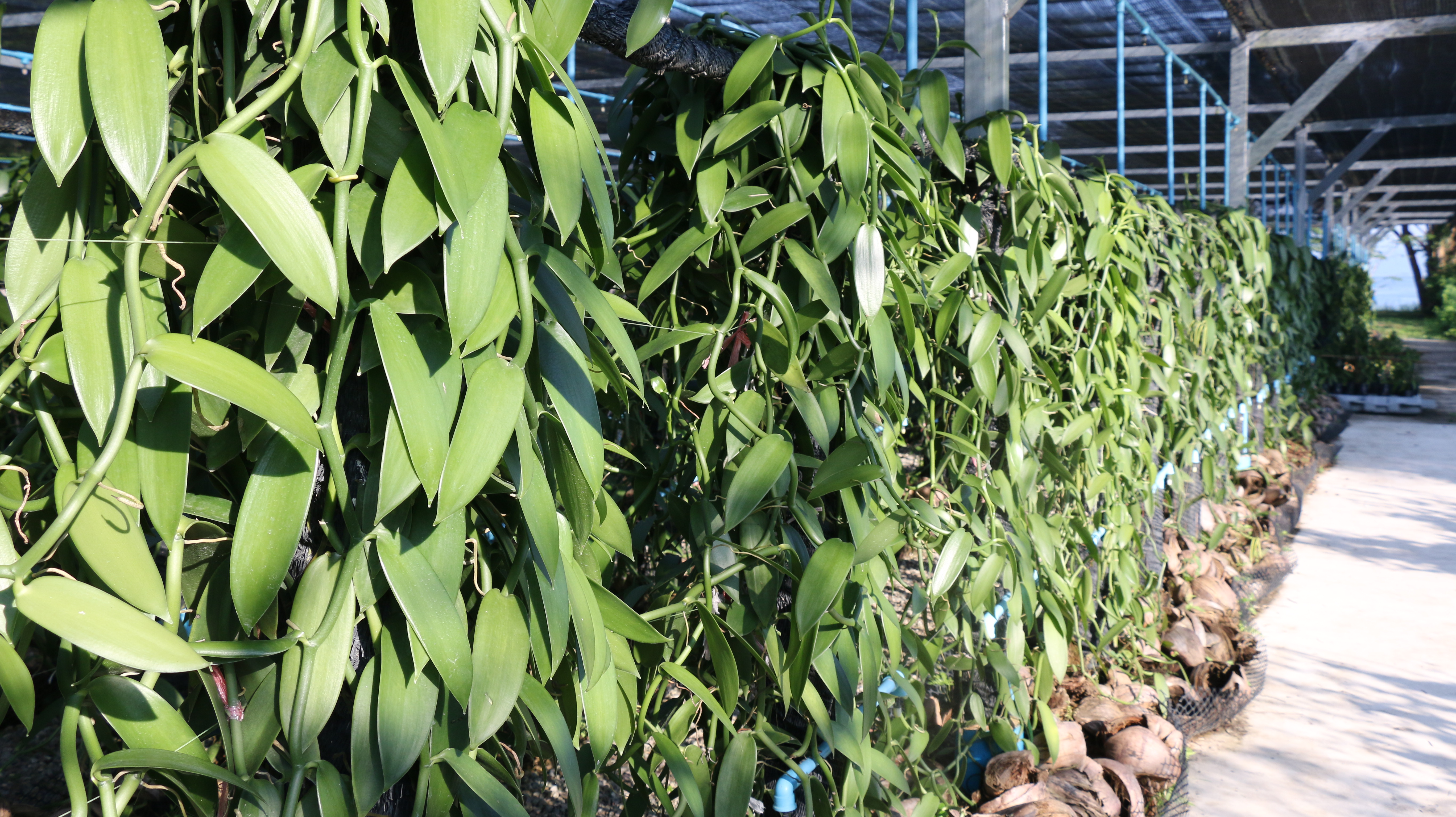 Vanilla vines growing across a support beam