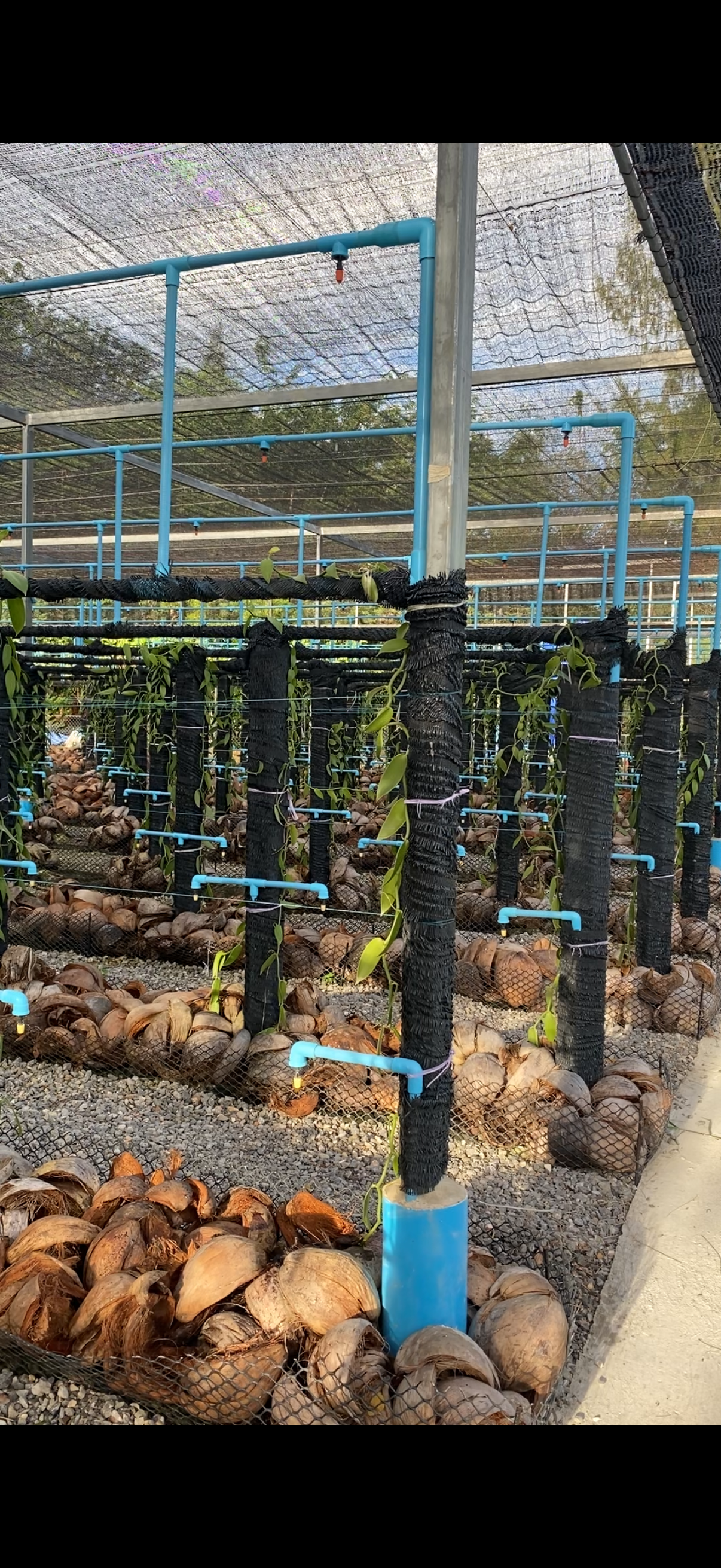 Fresh vanilla pods being measured and sorted by hand